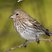 House Finch